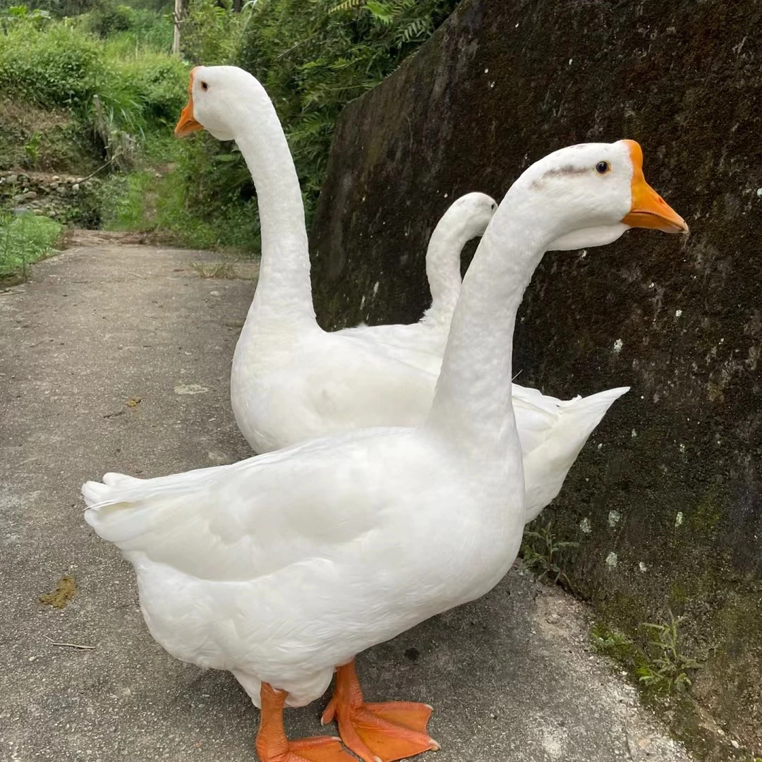 [小李优选]云南会泽纯粮食喂养大鹅，宰杀干净，顺丰空运包邮