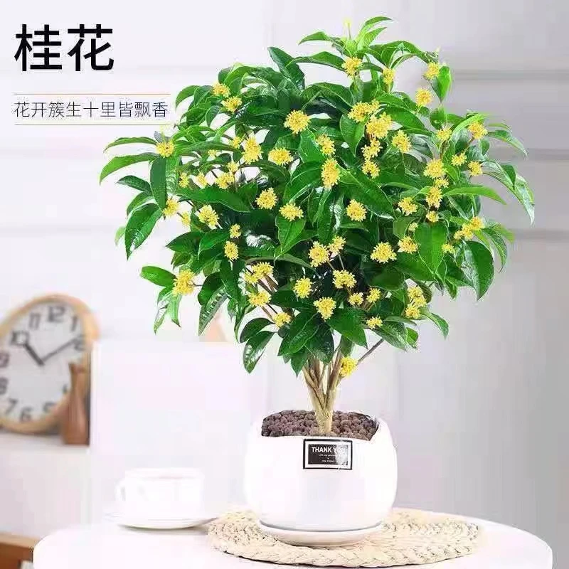 四季开花桂花树盆栽浓香型金桂八月桂室内外外绿植防辐吸甲醛花卉