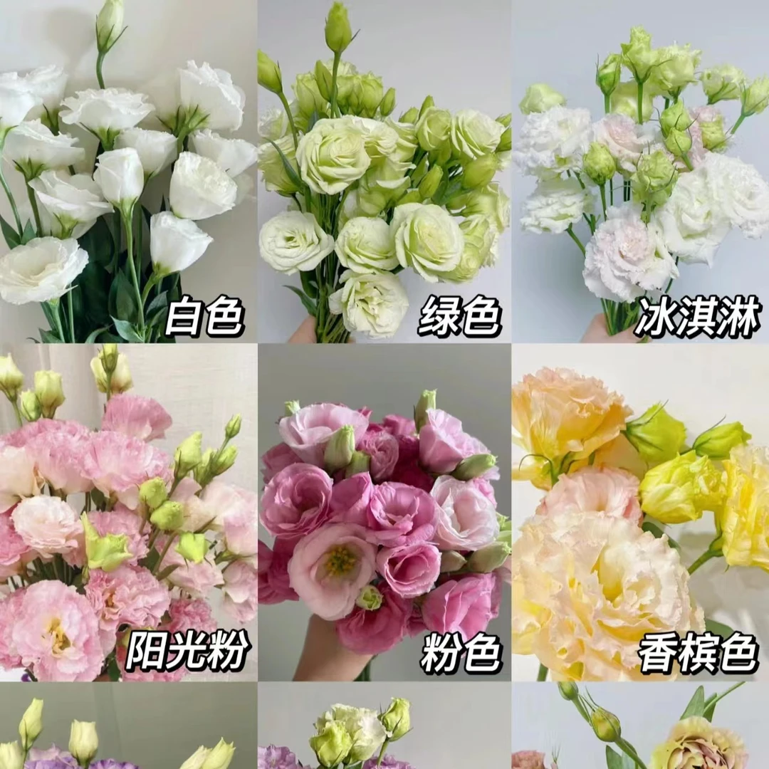 【花小昊鲜花】洋桔梗配花  1单冷链包邮  鲜花直播批发