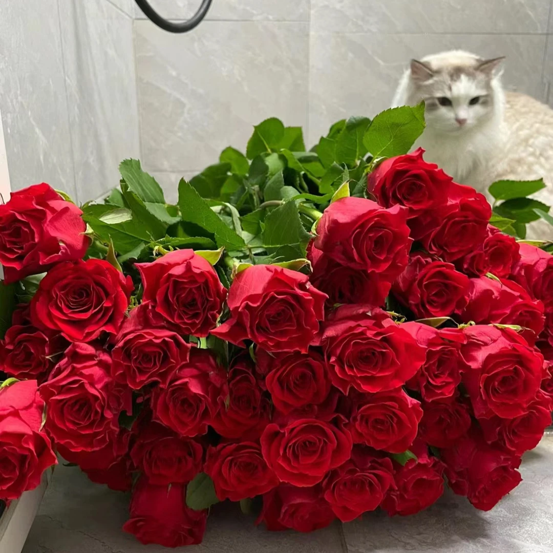 【花小昊鲜花】红色玫瑰花 1单冷链包邮 鲜花直播批发
