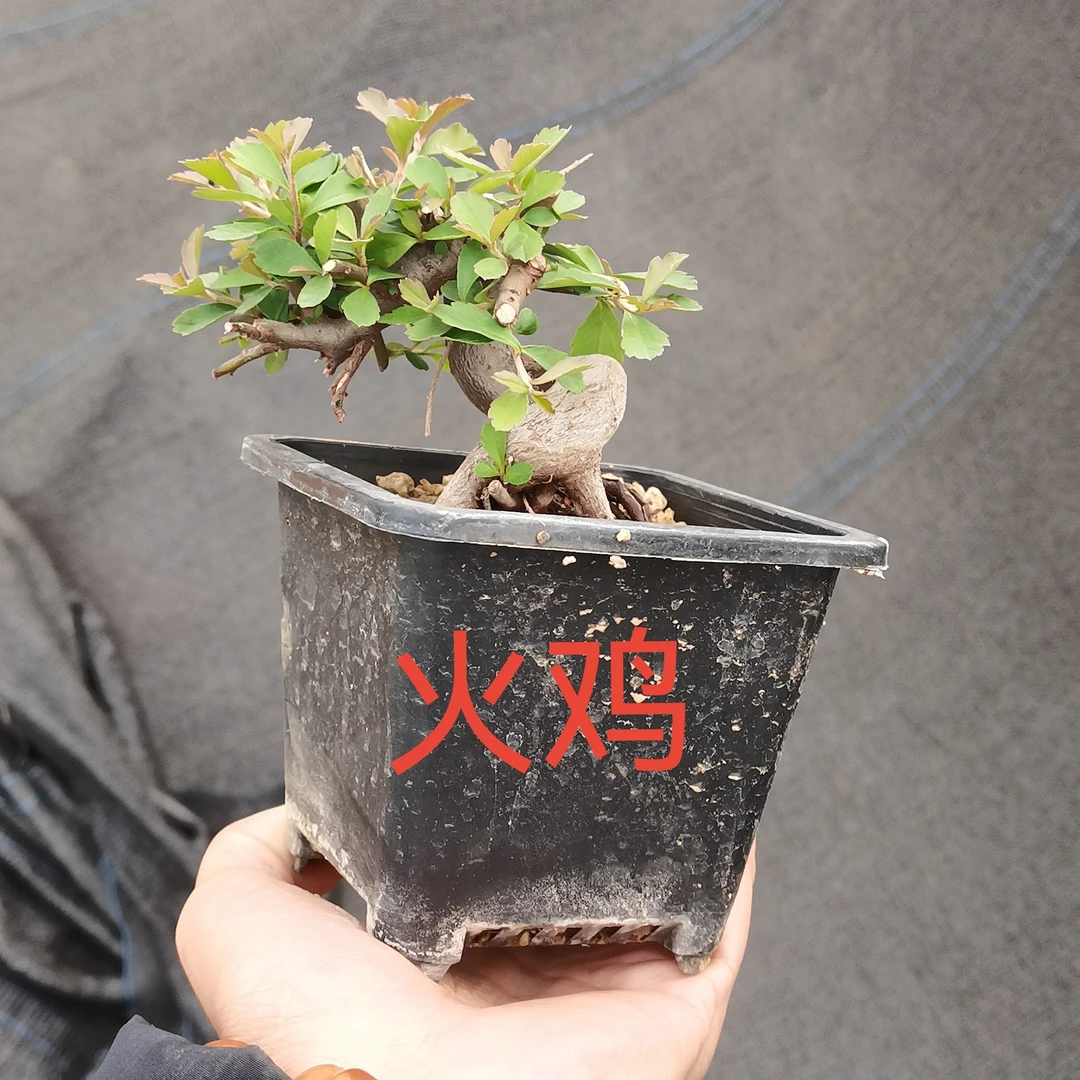 韩国火棘掌上盆景素材，造型精品