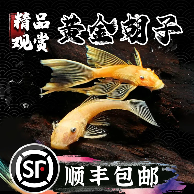 黄金大胡子异型清道夫蓝眼胡子草缸精品小型除藻工具热带鱼观赏鱼
