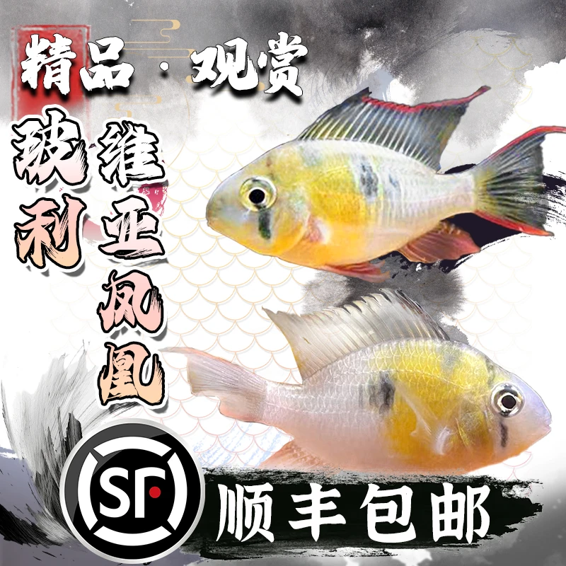 玻利维亚凤凰热带观赏鱼慈鲷金波子淡水鱼小型鱼南美缸短鲷鱼草缸