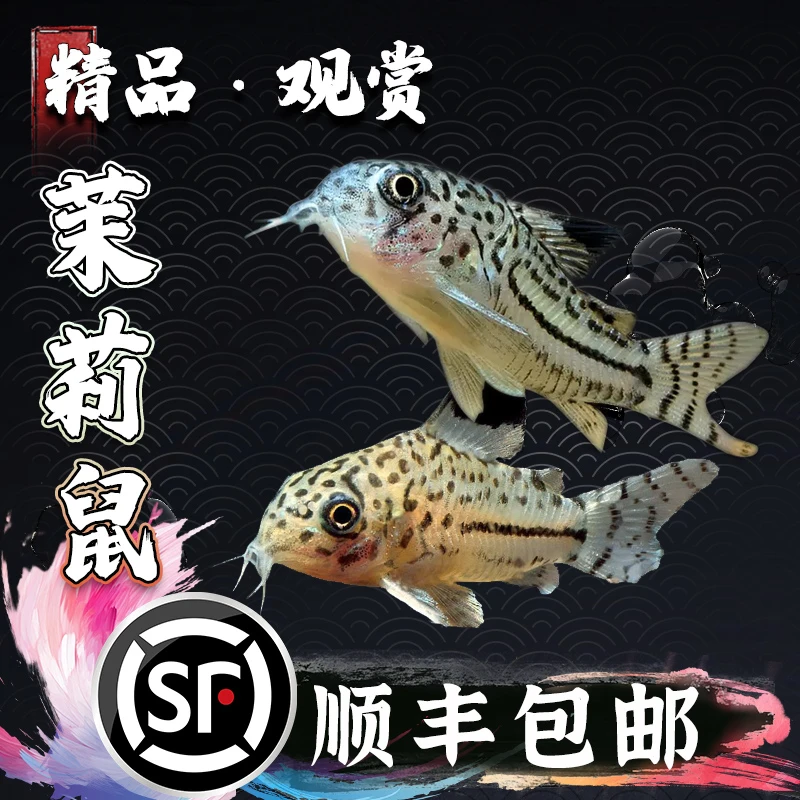 茉莉鼠清道夫热带观赏鱼白鼠咖啡鼠小型底栖鱼清洁鼠鱼除藻工具鱼