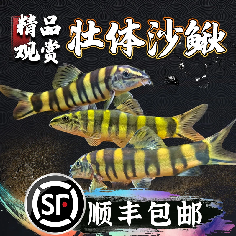 壮体沙鳅原生冷水鱼漓江副鳅清道夫工具鱼吃残渣粪便清洁鱼活体