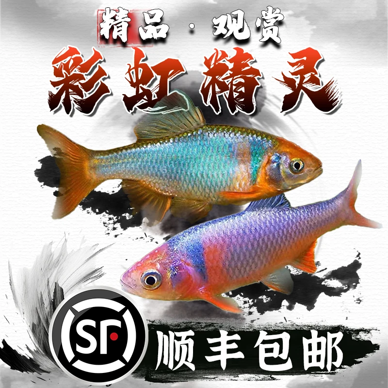 彩虹精灵鱼原生冷水耐寒群游草缸鱼卢伦真鲤活体鳑鲏杂食小型鱼