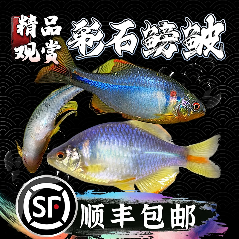 彩石鳑鲏鱼高体鳑鲏条纹小鲃鱼原生态冷水观赏鱼群游不加温淡水鱼