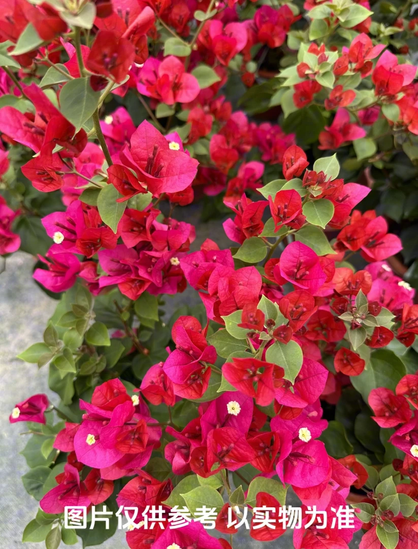 【中国红】三角梅花卉勤花四季开花基地直发