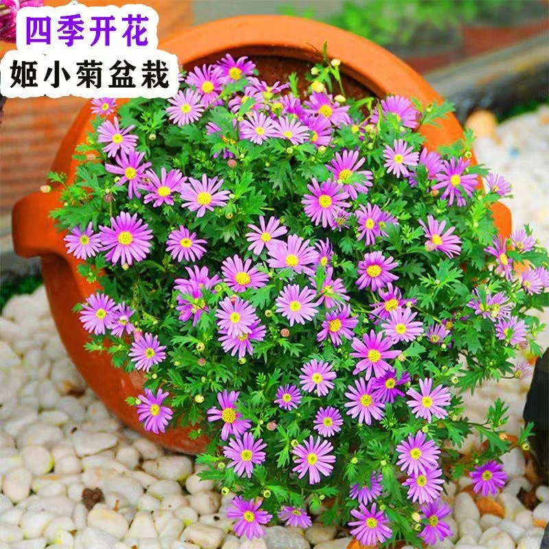 思鲜生 姬小菊盆栽雏菊带花带花苞多年生四季开花菊花易爆盆紫色