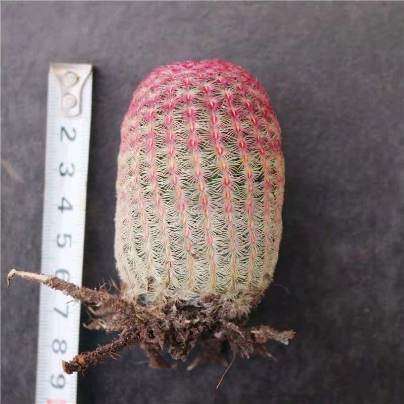 实生红太阳紫太阳仙人球有根易养开红花办多肉植物绿植盆栽大号