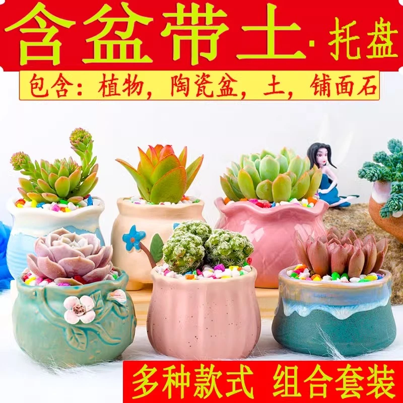 桌面多肉植物小盆栽花卉绿植肉肉室内带盆带土免费入学绿植好养