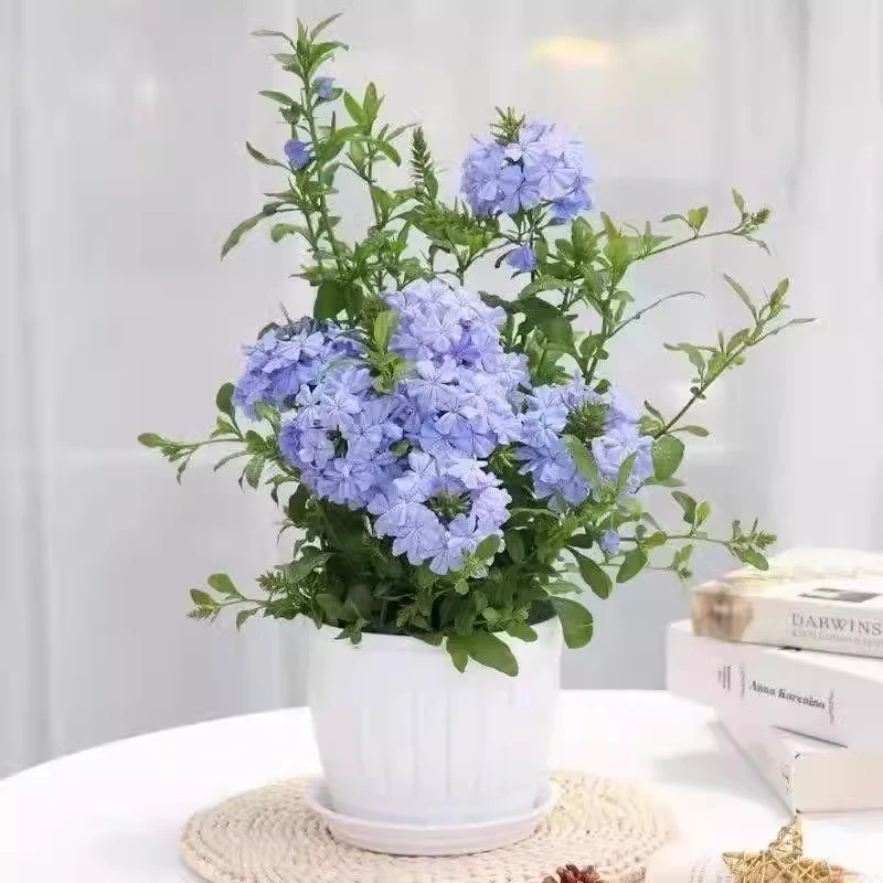 蓝雪花爬藤四季开花盆栽阳台基地直发带花苞发货大苗耐热好养庭院
