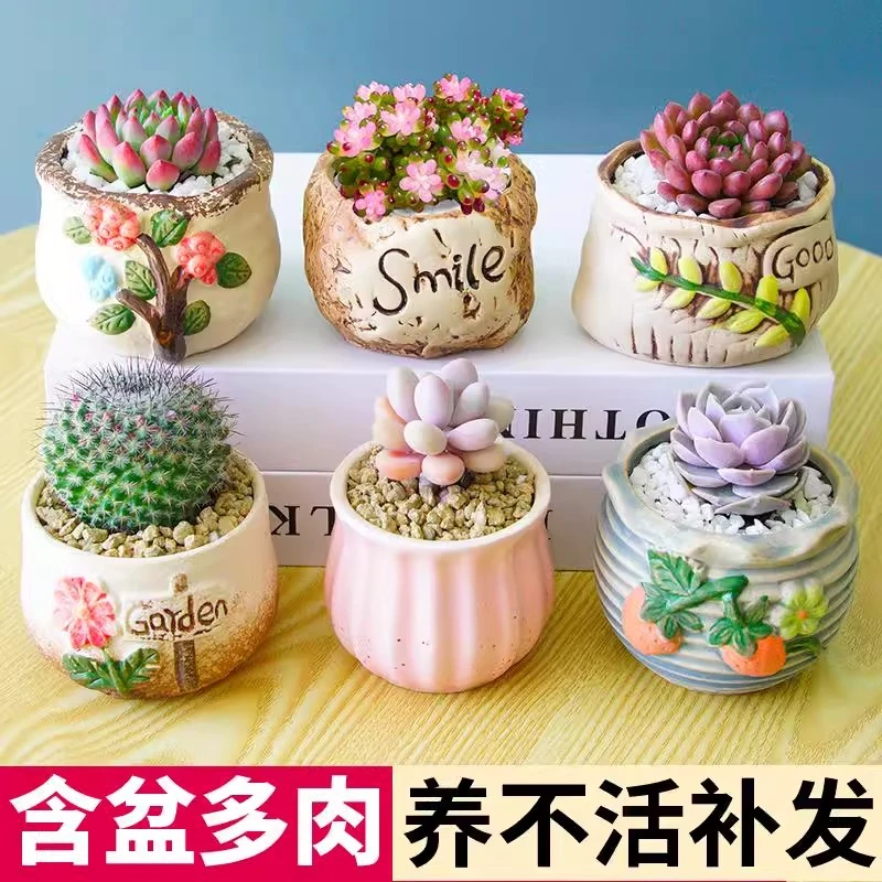 多肉植物组合室内小盆栽带盆带土精致精品种植仙人球盆栽大号