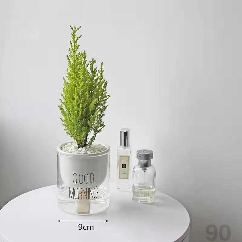 香味小香松盆栽圣诞树精选颜色种植春夏季生长土壤养简单带盆栽好