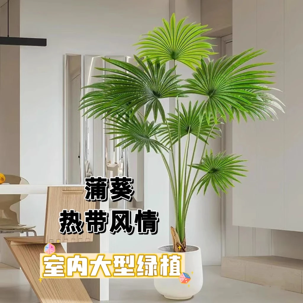棕榈树苗蒲葵老人葵扇子树绿化耐寒苗木庭院四季常青植物盆栽地栽