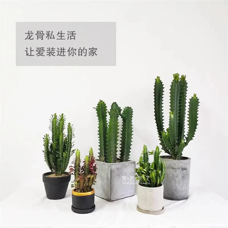 多肉绿植巴西龙骨盆栽室内桌面花卉耐旱耐寒四季常青懒人植物易活
