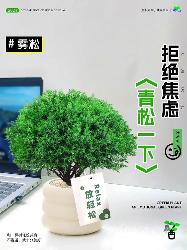 雾松鲜活四季常青好养植物球柏室内净化空气绿植松柏办公招财盆景