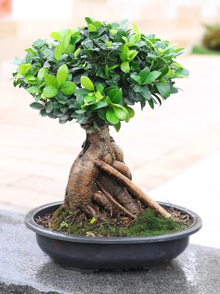 金钱榕树盆景老桩小叶榕苗木造型盆栽人参榕大叶易活提根绿植大树