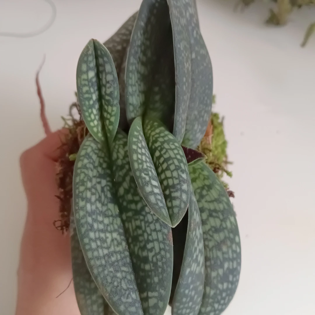 云南大山下山兜兰