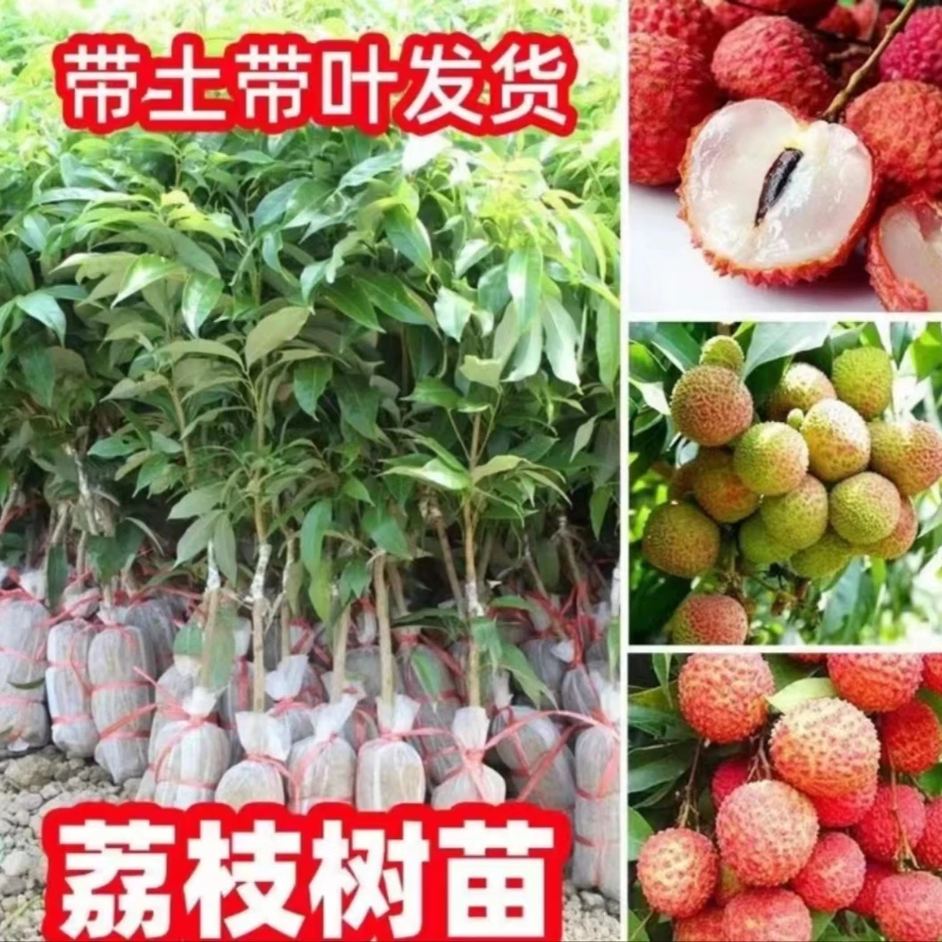 广西正宗荔乡荔枝苗  无核荔枝 桂味 妃子笑 仙进奉荔枝苗嫁接