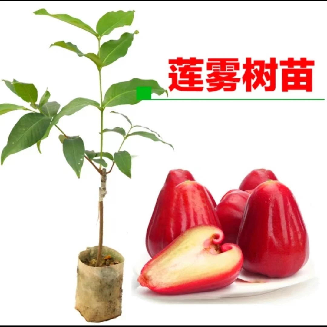 莲雾果树苗，嫁接品种盆栽地栽带土带叶发
