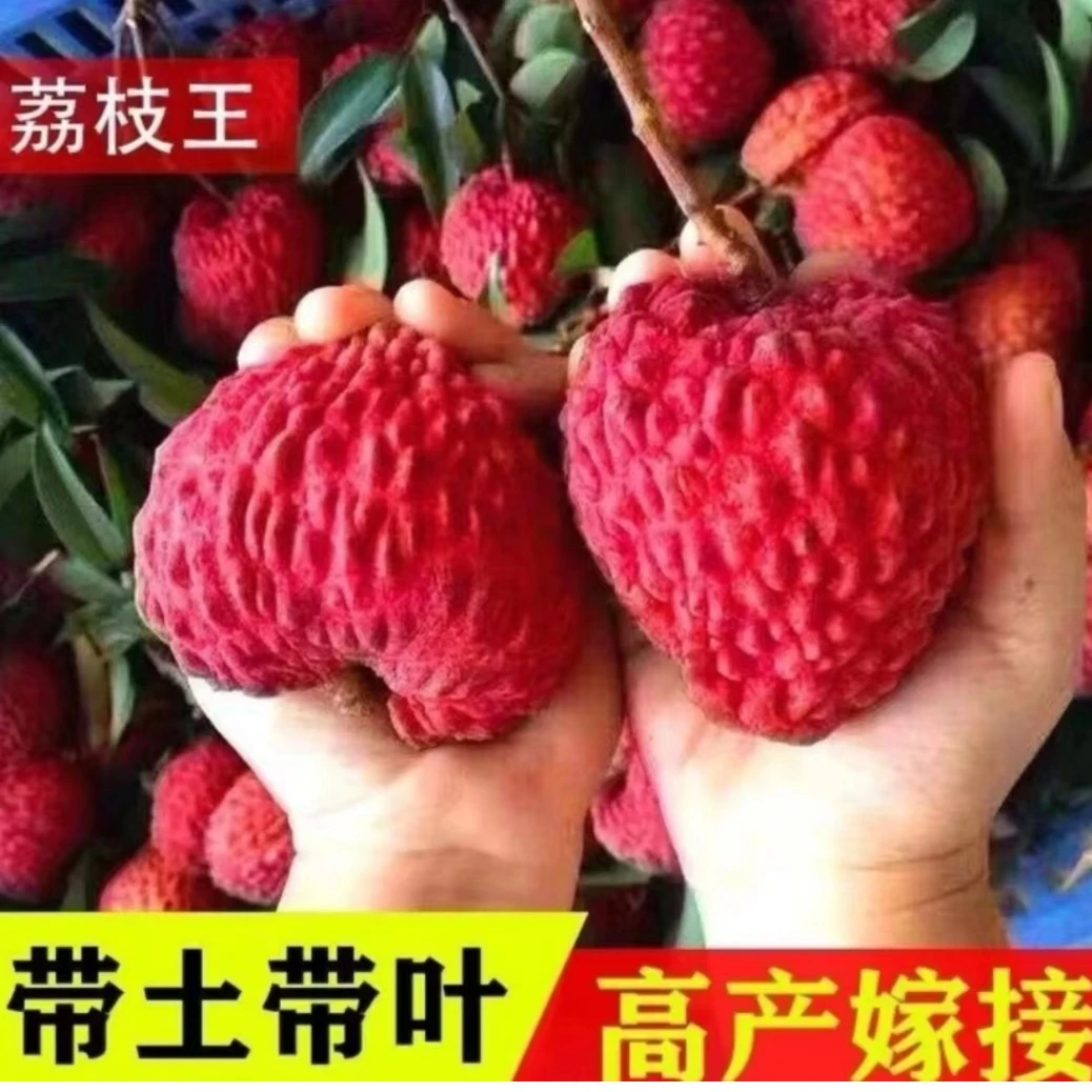 火山岩荔枝王树苗 荔枝中的大果，广西荔乡荔枝树苗
