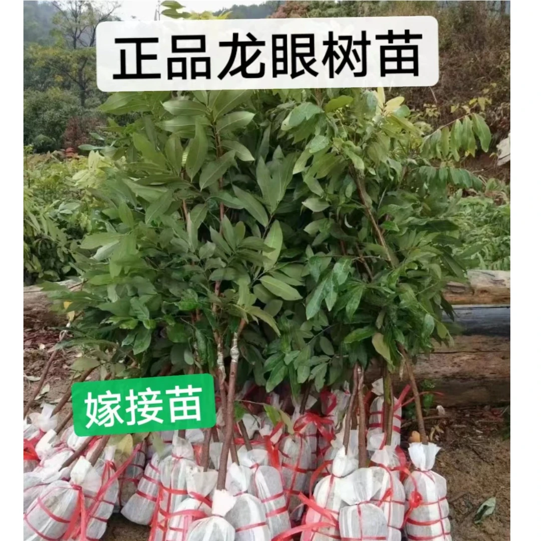 石峡龙眼苗四季龙眼储量龙眼正宗嫁接苗,带土带叶子