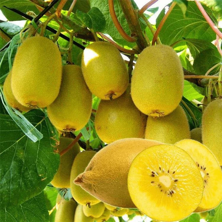 猕猴桃树果苗软枣猕猴桃树苗红心猕猴桃树果苗南方北方种当年结果