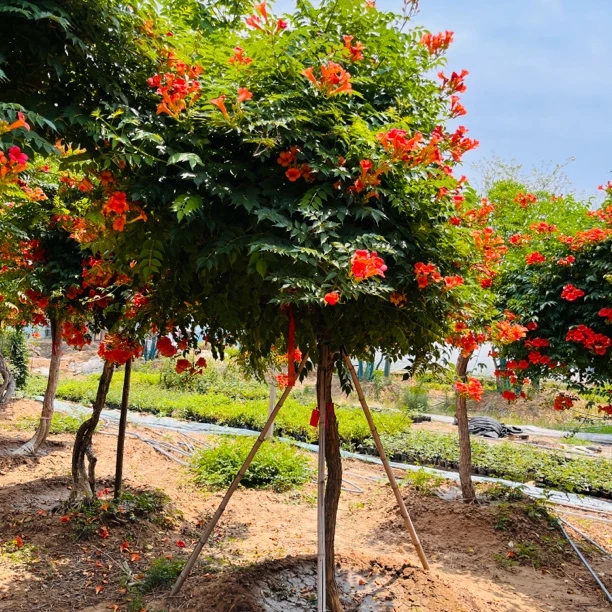 凌霄庭院别墅夏天赏花的植物一物一拍带花带土球发货