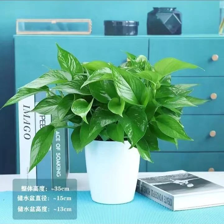 除甲醛净化空气绿萝盆栽室内植物水培大叶绿箩绿植家用新房吸甲醛