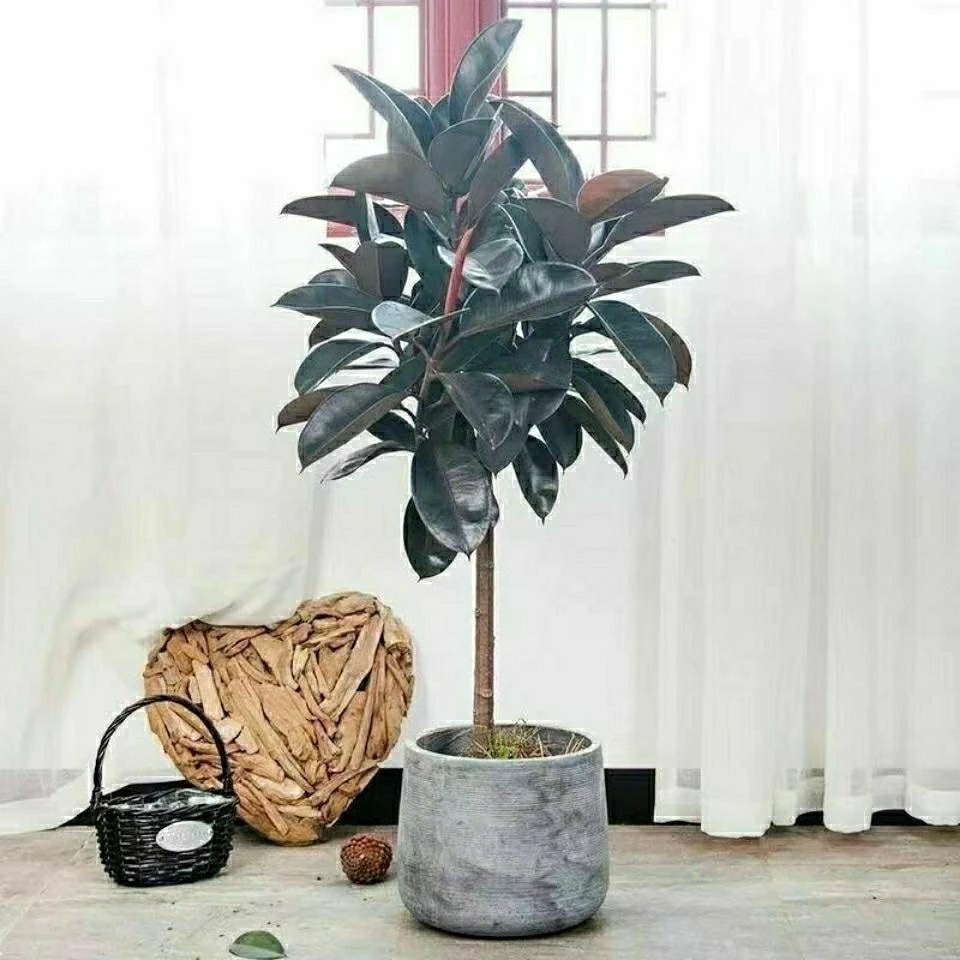 橡皮树黑金刚盆栽四季常青盆景花卉绿植家庭办公室进化空气好养活