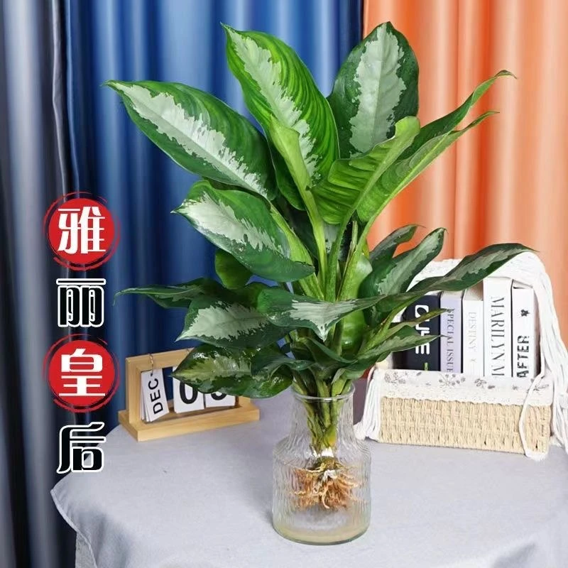 雅丽皇后万年青家庭水培植物室内懒人好养盆栽大叶植物净化空气