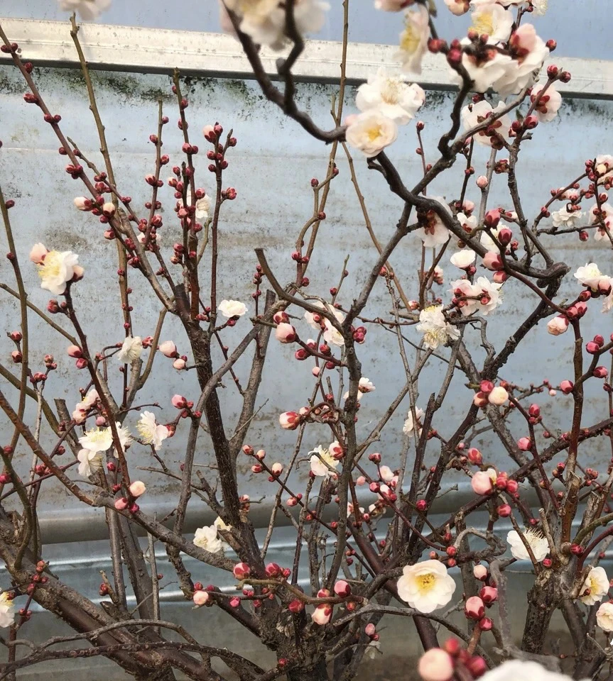 【龙游】精品老桩梅花盆景室内室外花卉耐寒带花苞