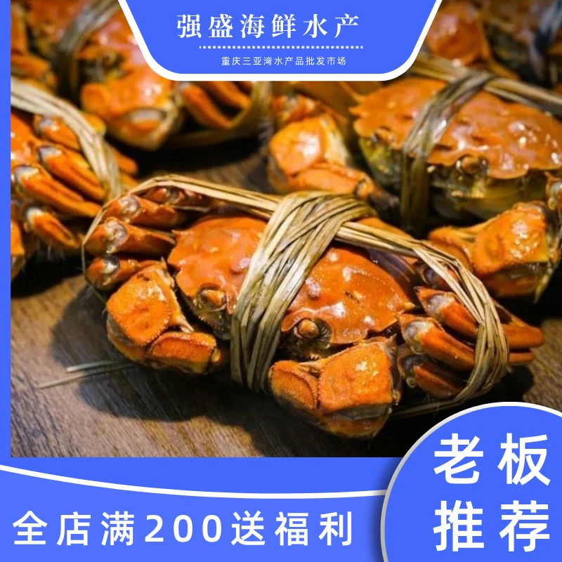 精品大闸蟹8-10只(没黄包赔)