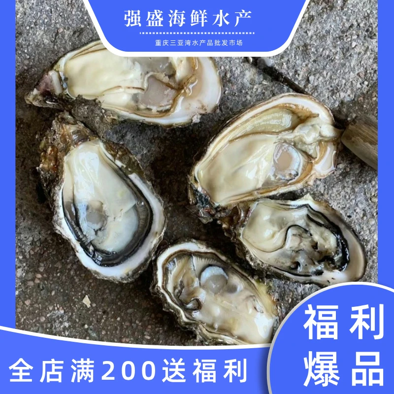 【次日达】新人福利！精品乳山生蚝（3+到手12个）家庭装