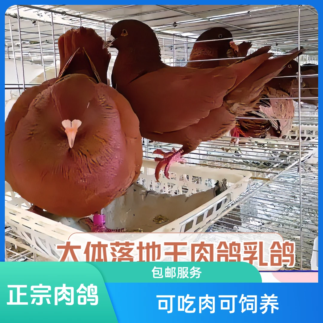 散养鸽大体肉鸽正宗肉鸽鸽子小鸽子元宝鸽乳鸽包邮鸽子批发肉鸽子
