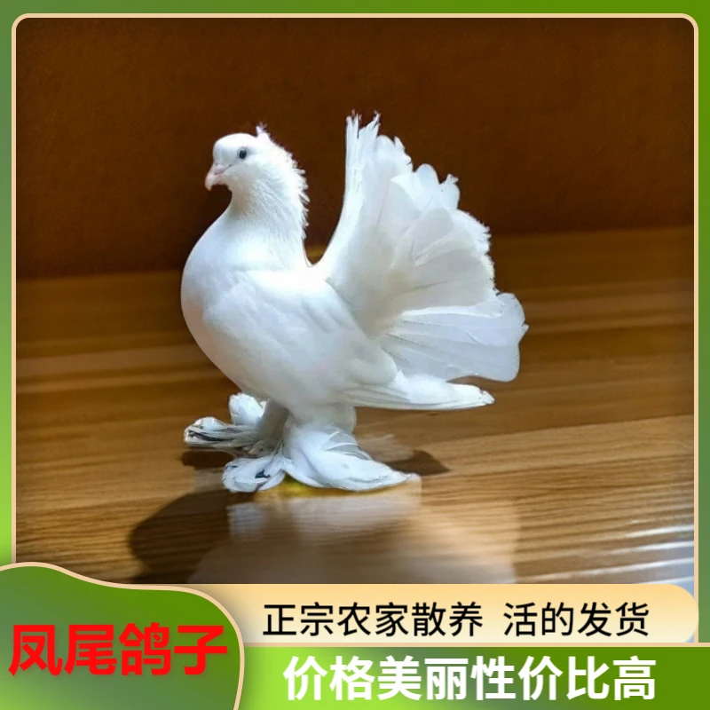 散养鸽子活苗一对正宗农家散养大体肉鸽乳鸽幼鸽幼鸽苗鸽子批发