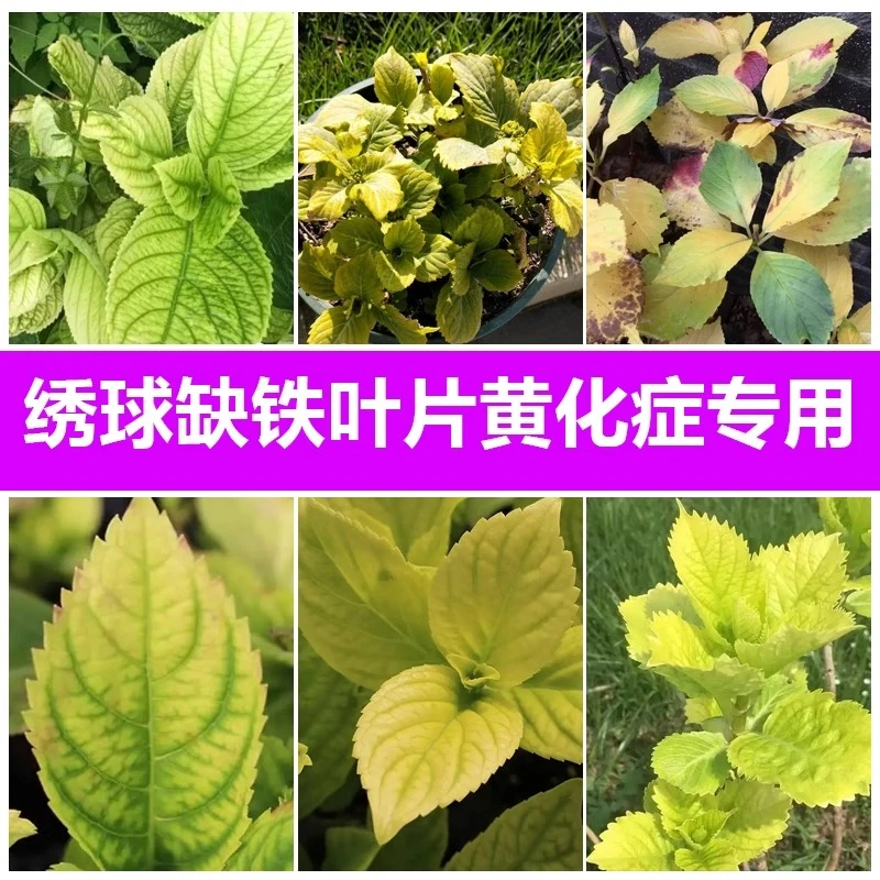 氨基酸铁绣球缺铁黄化病专用铁肥花肥补铁叶面肥料果树花卉通用肥