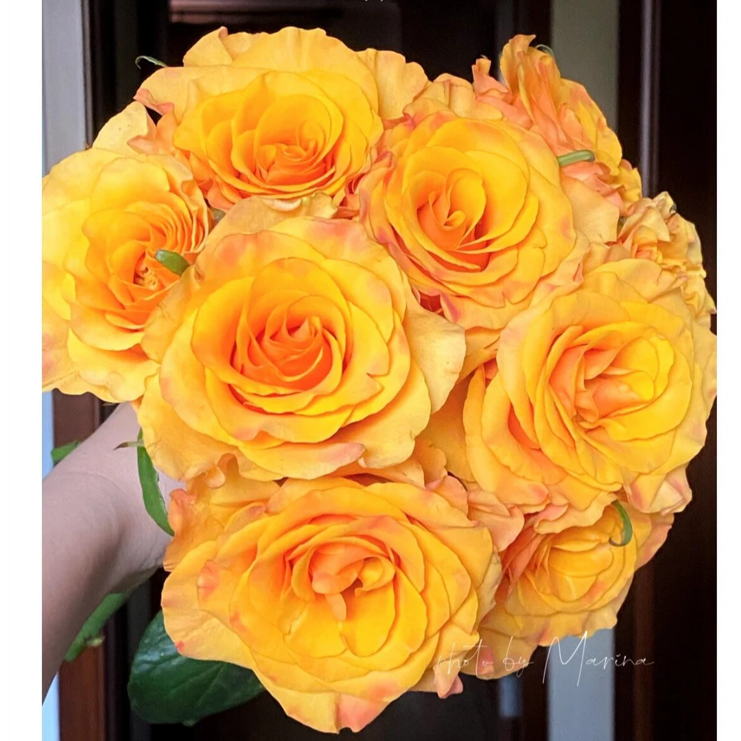 【源头甄选】单头玫瑰 辉煌  全场鲜花任意两单空运   云南昆明直发