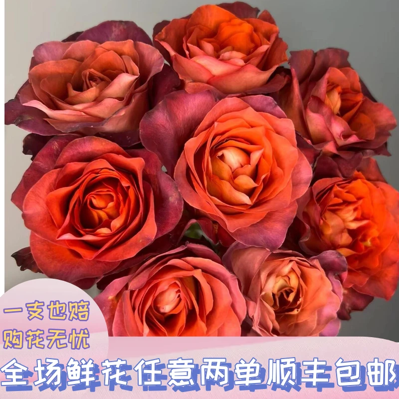 稀有玫瑰咖啡时间云南基地冷链直发包邮复古色系玫瑰鲜花水养花