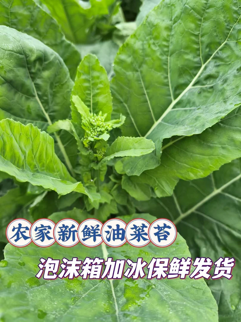 新鲜油菜苔时令蔬菜现摘现发泡沫箱加冰发货恩施农家露天种植青菜