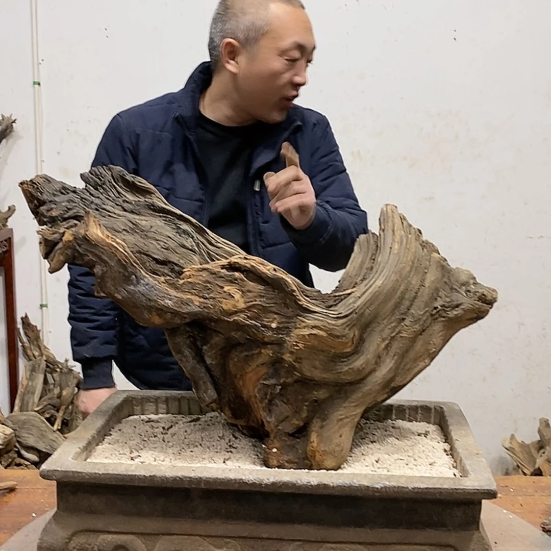 【闪购商品】柏木绝**闹
