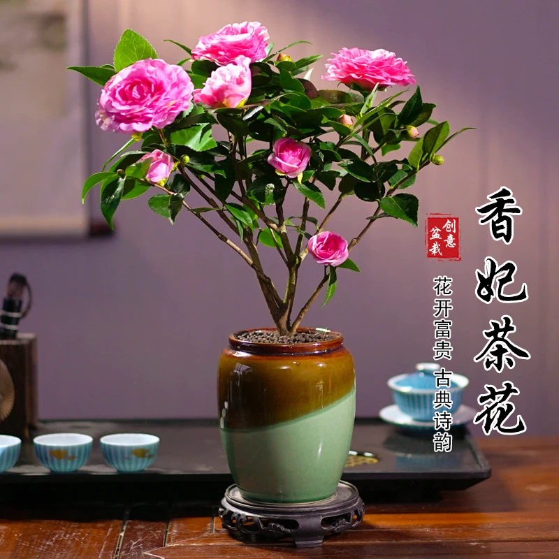 [带花苞发货]茶花盆栽室内客厅阳台耐寒耐热观赏四季开花卉好养