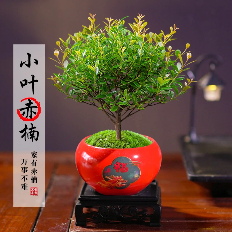 小叶赤楠盆景花卉植物室内花四季常青盆栽室内办公桌好养绿植