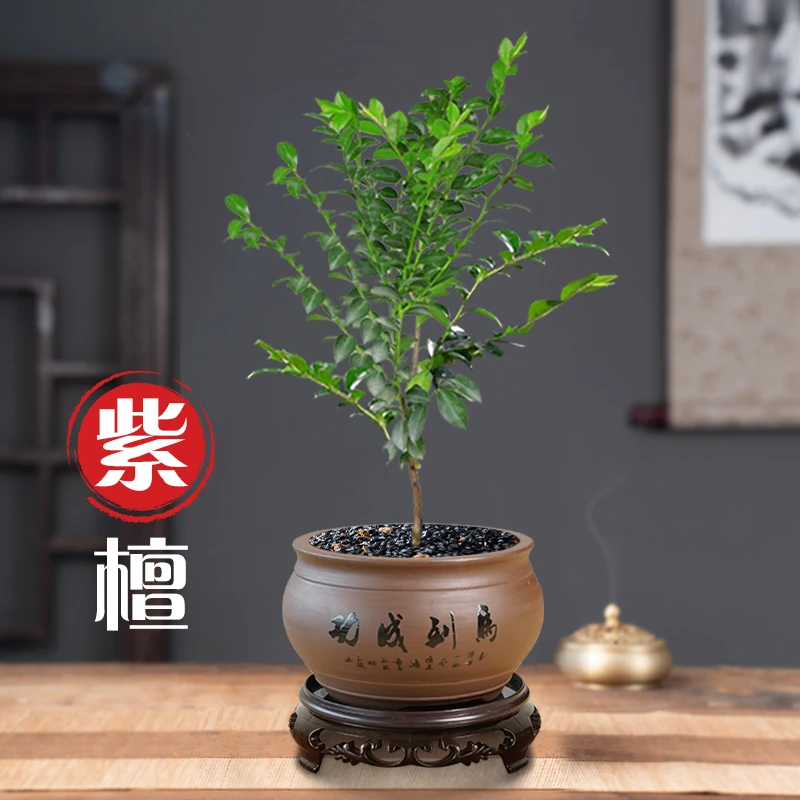 小叶黑骨茶紫檀盆景老桩盆栽办公室桌面室花卉绿植好养活四季常青