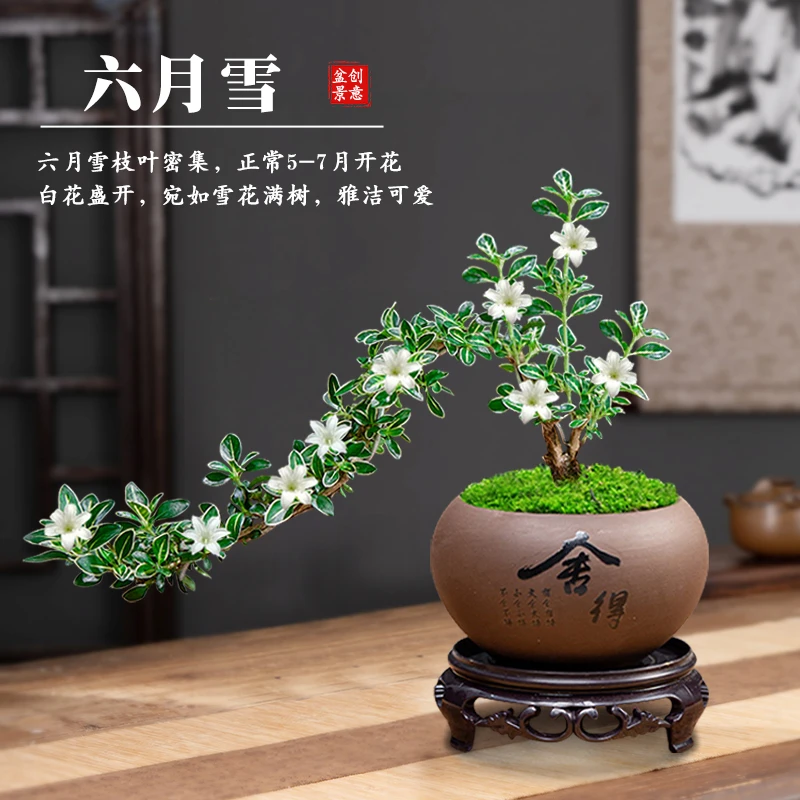 飘枝六月雪提根盆栽植物室内桌面好养净化空气盆景办公室绿植花卉