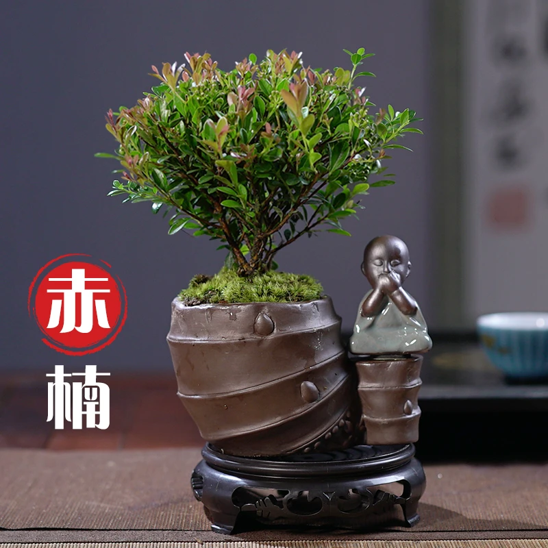 小叶赤楠盆栽室内观赏办公桌净化空气四季常青桌面绿植开花