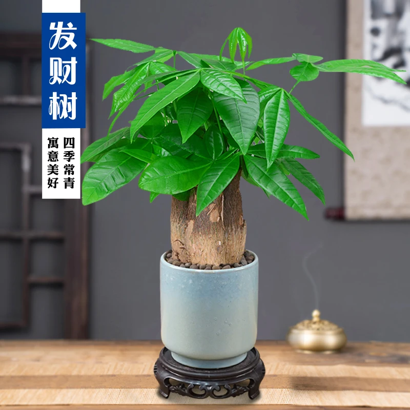 三杆发财树盆栽室内盆景客厅办公室桌面绿植好养植物