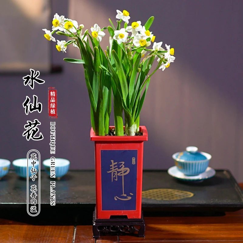 【带芽发货】水仙花卉绿植盆栽好养易活冬季植物开花室内净化空气