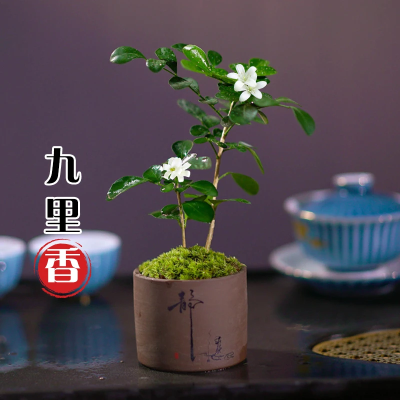 九里香盆栽浓香四季开花植物防蚊七里香树苗室内好养花卉绿植
